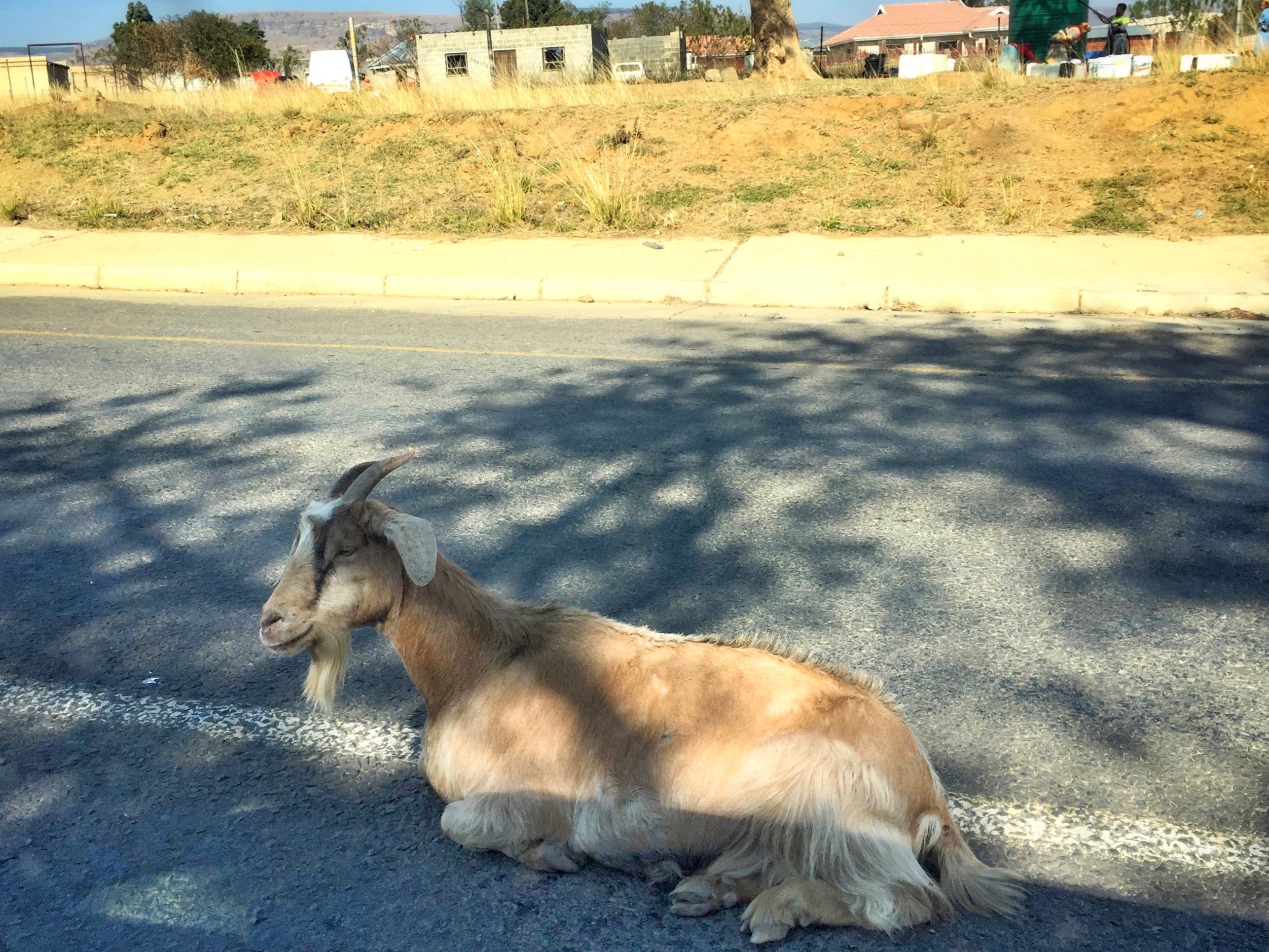 African goat (straighter)